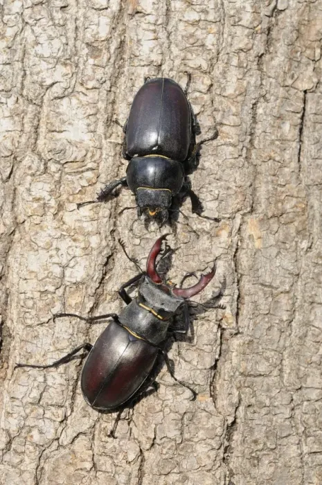 Framed Print : Greater Stag Beetle (Lucanus cervus) adult male and female, facing each other on tree trunk, Oxfordshire, England Framed Print : Greater Stag Beetle (Lucanus cervus) adult male and female, facing each other on tree trunk, Oxfordshire, England