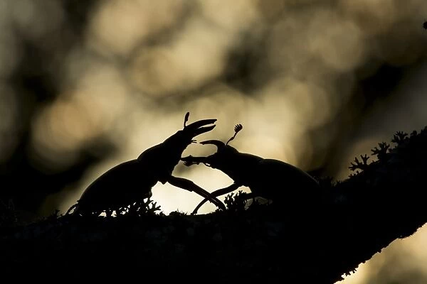 Greater Stag Beetle (Lucanus cervus) two adult males, fighting, silhouetted on branch, Bulgaria, July