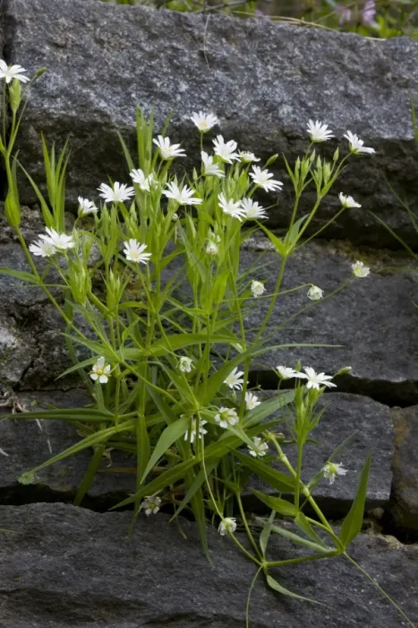 Framed Print : Greater Stitchwort (Stellaria holostea) flowering, growing on wall, Bulgaria, may Framed Print : Greater Stitchwort (Stellaria holostea) flowering, growing on wall, Bulgaria, may