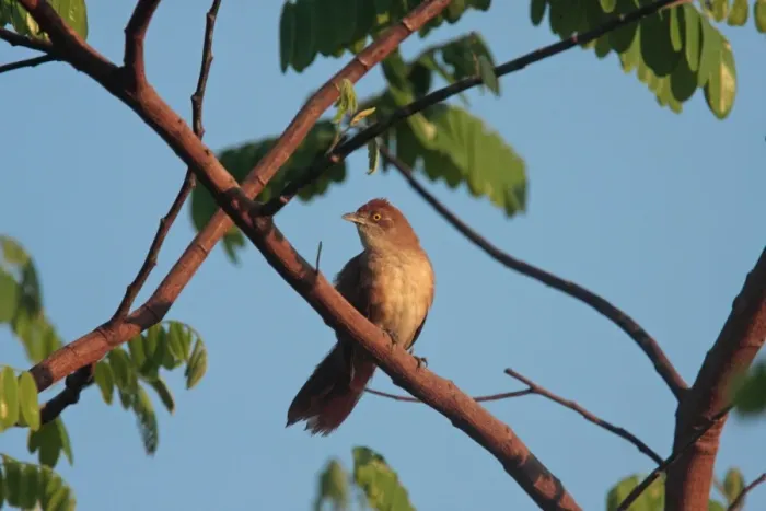 Framed Print : Greater Thornbird (Phacellodomus ruber) adult, perched on branch, Porto Jofre, Mato Grosso, Brazil, september Framed Print : Greater Thornbird (Phacellodomus ruber) adult, perched on branch, Porto Jofre, Mato Grosso, Brazil, september