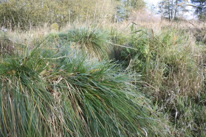 Framed Print : Greater Tussock Sedge (Carex paniculata) tussocks with fibrous rhizomes, in valley fen reserve, Hopton Fen, Hopton Framed Print : Greater Tussock Sedge (Carex paniculata) tussocks with fibrous rhizomes, in valley fen reserve, Hopton Fen, Hopton