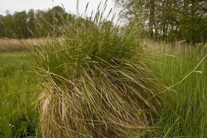 Framed Print : Greater Tussock Sedge (Carex paniculata) tussocks with fibrous rhizomes, Market Weston Fen, Market Weston Framed Print : Greater Tussock Sedge (Carex paniculata) tussocks with fibrous rhizomes, Market Weston Fen, Market Weston