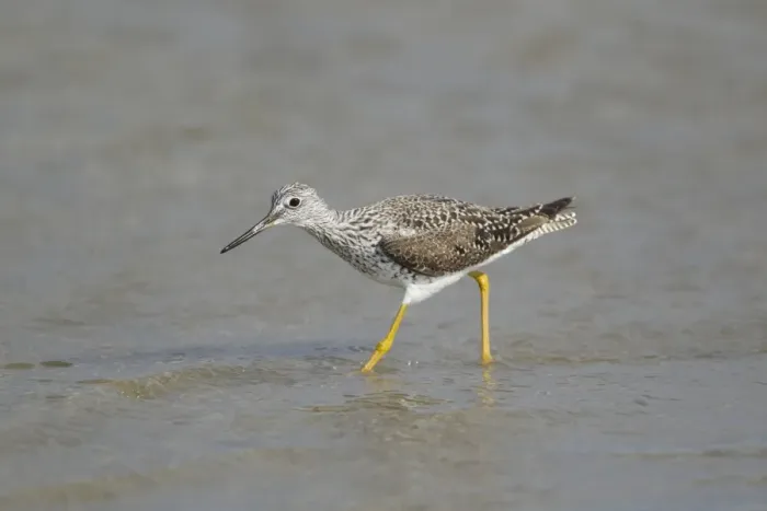 Framed Print : Greater Yellowlegs (Tringa melanoleuca) adult, breeding plumage, feeding in shallows, Bolivar Flats, Upper Texas Coast Framed Print : Greater Yellowlegs (Tringa melanoleuca) adult, breeding plumage, feeding in shallows, Bolivar Flats, Upper Texas Coast