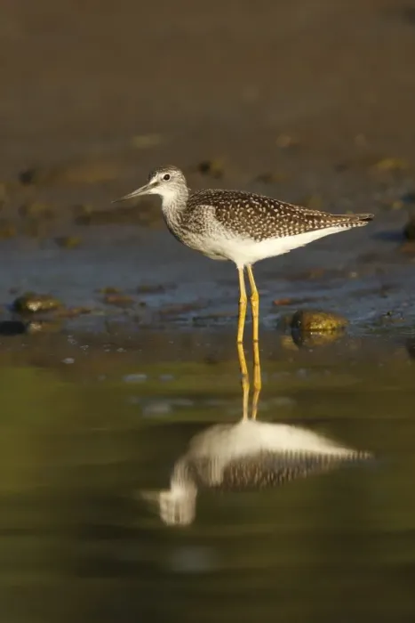 Framed Print : Greater Yellowlegs (Tringa melanoleuca) immature, standing in shallow water on estuary at edge of temperate coastal Framed Print : Greater Yellowlegs (Tringa melanoleuca) immature, standing in shallow water on estuary at edge of temperate coastal