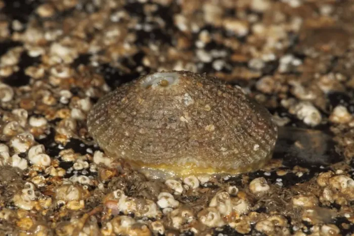 Framed Print : Greek Keyhole Limpet (Diodora graeca) adult, under rock on beach, Kimmeridge, Isle of Purbeck, Dorset, England, March Framed Print : Greek Keyhole Limpet (Diodora graeca) adult, under rock on beach, Kimmeridge, Isle of Purbeck, Dorset, England, March