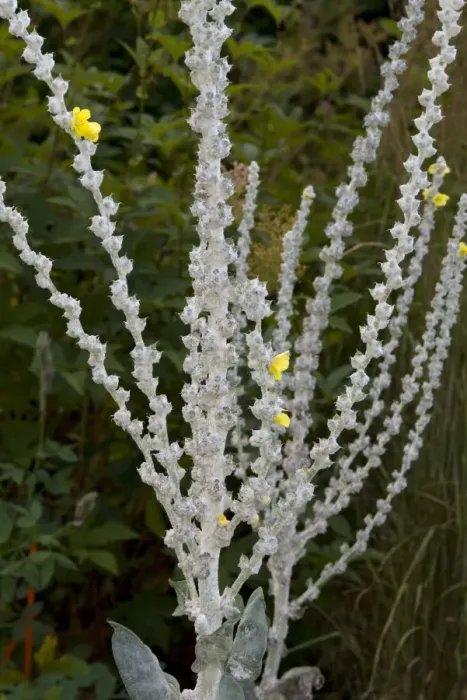 Framed Print : Greek Mullein (Verbascum olympicum) flowers and felted stems, in garden, Ottawa, Ontario, Canada, July Framed Print : Greek Mullein (Verbascum olympicum) flowers and felted stems, in garden, Ottawa, Ontario, Canada, July