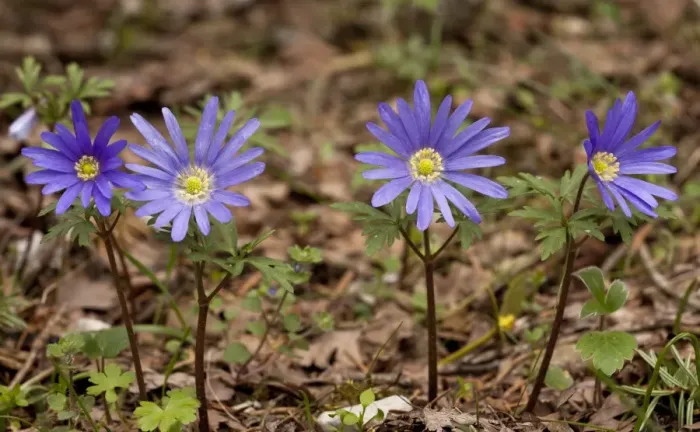 Framed Print : Greek Windflower (Anemone blanda) flowering, Mount Parnassus, Greece, April Framed Print : Greek Windflower (Anemone blanda) flowering, Mount Parnassus, Greece, April
