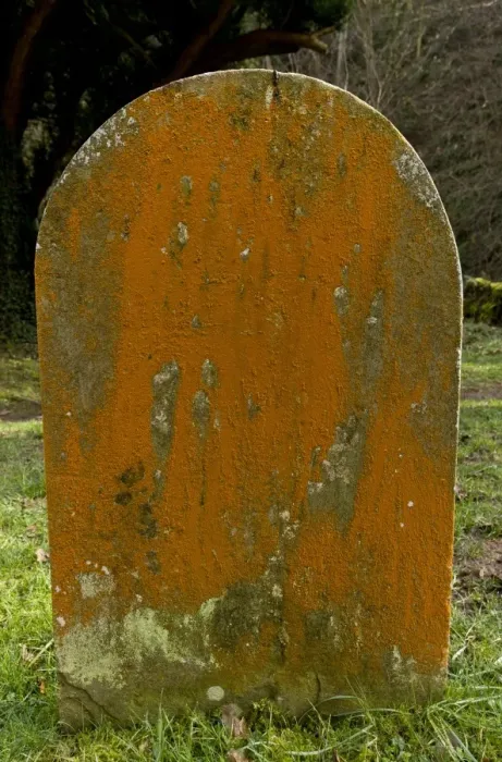 Framed Print : Green Alga (Trentepohlia aurea) orange filamentous alga growing on old gravestone in churchyard, Culbone, Exmoor Framed Print : Green Alga (Trentepohlia aurea) orange filamentous alga growing on old gravestone in churchyard, Culbone, Exmoor