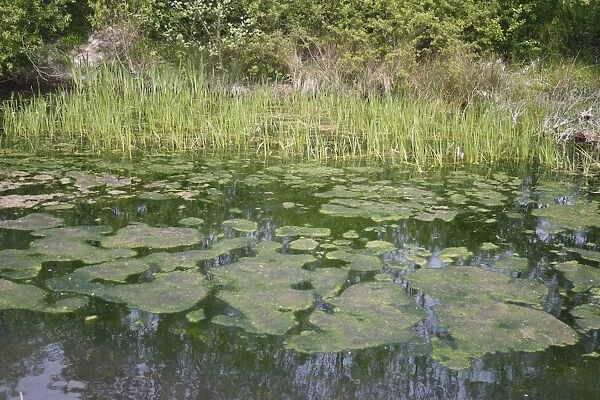 Green algae on pond surface, Stowmarket, Suffolk, England, april