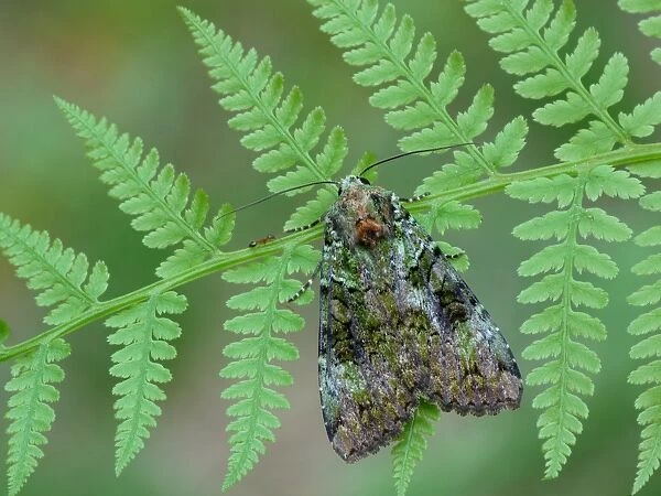 Green Arches (Anaplectoides prasina) adult, resting on Lady Fern (Anthyrium filix-femina) with Wood Ant (Formica sp. )