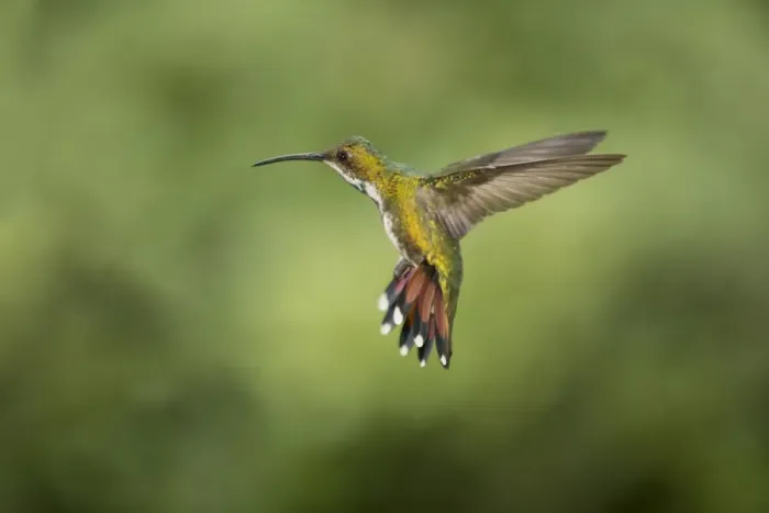 Framed Print : Green-breasted Mango (Anthracothorax prevostii) adult female, in flight, Costa Rica, March