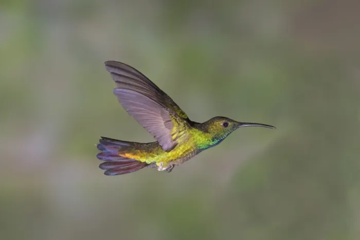 Framed Print : Green-breasted Mango (Anthracothorax prevostii) adult male, in flight, Costa Rica
