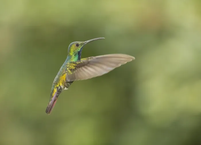 Framed Print : Green-breasted Mango (Anthracothorax prevostii) adult male, in flight, Costa Rica, March