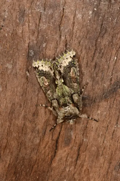 Framed Print : Green-brindled Crescent (Allophyes oxyacanthae) adult, resting on bark, Oxfordshire, England, September Framed Print : Green-brindled Crescent (Allophyes oxyacanthae) adult, resting on bark, Oxfordshire, England, September