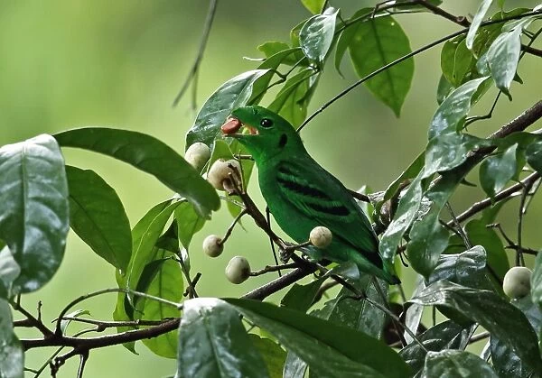 Green Broadbill (Calyptomena viridis caudacuta) adult male, feeding on fruit in tree, Taman Negara N. P