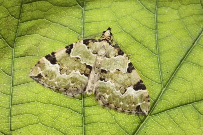 Framed Print : Green Carpet (Colostygia pectinataria) adult, resting on leaf, Powys, Wales, july Framed Print : Green Carpet (Colostygia pectinataria) adult, resting on leaf, Powys, Wales, july