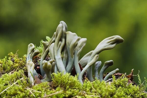 Green Earthtongue (Microglossum viride) fruiting bodies, growing from mossy ground, Clumber Park, Nottinghamshire