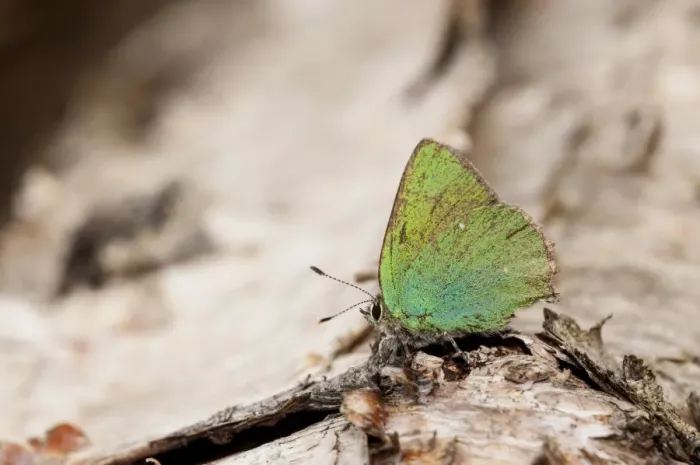 Framed Print : Green Hairstreak (Callophrys rubi) adult, resting on fallen Silver Birch (Betula pendula), Meathop Moss, Lindale Framed Print : Green Hairstreak (Callophrys rubi) adult, resting on fallen Silver Birch (Betula pendula), Meathop Moss, Lindale
