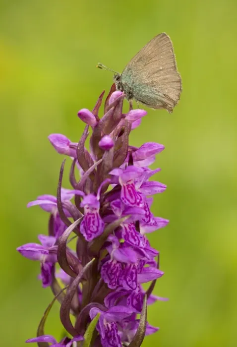 Framed Print : Green Hairstreak (Callophrys rubi) adult, resting on Early Marsh Orchid (Dactylorhiza incarnata) flowerspike Framed Print : Green Hairstreak (Callophrys rubi) adult, resting on Early Marsh Orchid (Dactylorhiza incarnata) flowerspike