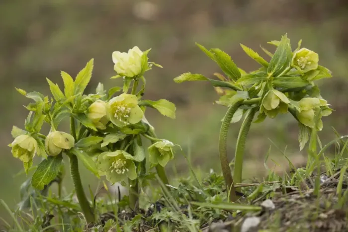 Framed Print : Green Hellebore (Helleborus viridis) flowering, French Pyrenees, France, May Framed Print : Green Hellebore (Helleborus viridis) flowering, French Pyrenees, France, May