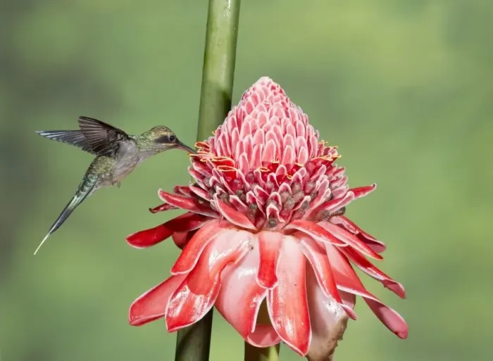 Framed Print : Green Hermit (Phaethornis guy) adult male, in flight, hovering and feeding on flower, Trinidad, Trinidad and Tobago Framed Print : Green Hermit (Phaethornis guy) adult male, in flight, hovering and feeding on flower, Trinidad, Trinidad and Tobago