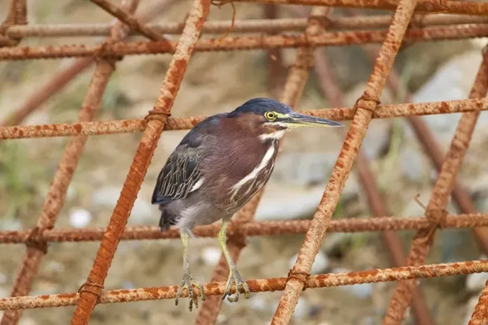 Framed Print : Green Heron (Butorides virescens) adult, perched on manmade iron construction, Tobago, Trinidad and Tobago, November Framed Print : Green Heron (Butorides virescens) adult, perched on manmade iron construction, Tobago, Trinidad and Tobago, November