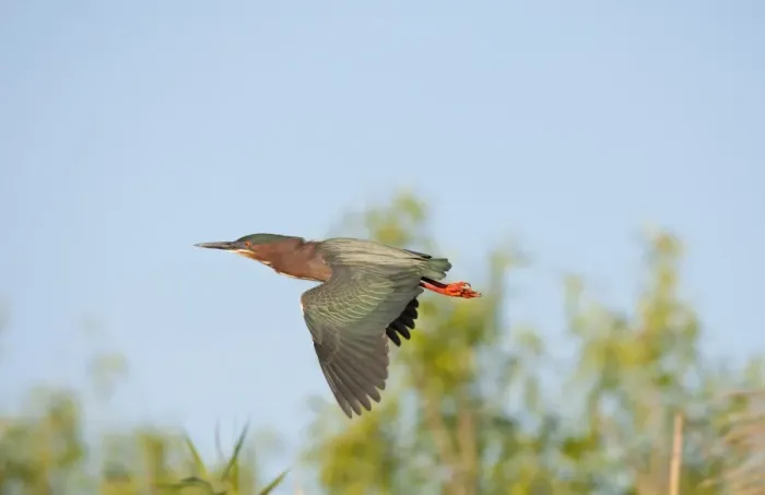 Framed Print : Green Heron (Butorides virescens) adult, in flight, Everglades N. P. Florida, U. S. A Framed Print : Green Heron (Butorides virescens) adult, in flight, Everglades N. P. Florida, U. S. A