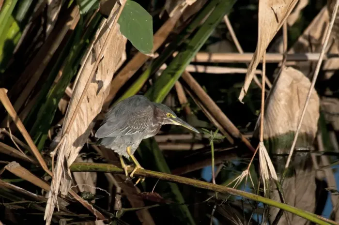 Framed Print : Green Heron (Butorides virescens) adult, fishing, standing on stem over water, Florida, U. S. A. november Framed Print : Green Heron (Butorides virescens) adult, fishing, standing on stem over water, Florida, U. S. A. november