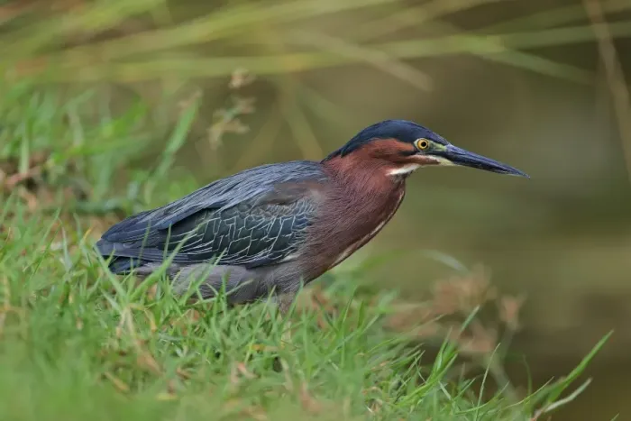 Framed Print : Green Heron (Butorides virescens) adult, standing in grass beside water, Tobago, Trinidad and Tobago, May Framed Print : Green Heron (Butorides virescens) adult, standing in grass beside water, Tobago, Trinidad and Tobago, May
