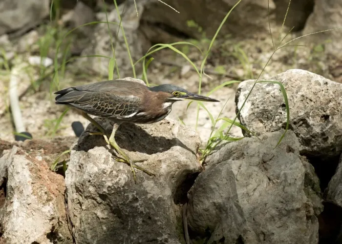 Framed Print : Green Heron (Butorides virescens) immature, hunting amongst coral outcrops, Bonaire, Leeward Antilles, Lesser Antilles Framed Print : Green Heron (Butorides virescens) immature, hunting amongst coral outcrops, Bonaire, Leeward Antilles, Lesser Antilles