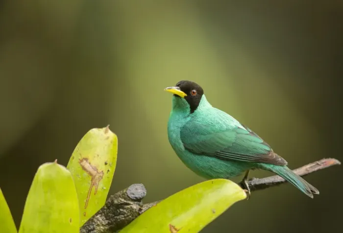 Framed Print : Green Honeycreeper (Chlorophanes spiza) adult male, perched on branch, Costa Rica, March