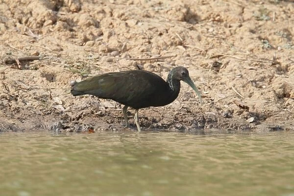 Green Ibis (Mesembrinibis cayennensis) adult, foraging at edge of water, Pantanal, Mato Grosso, Brazil