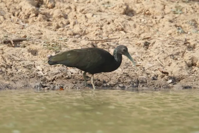 Framed Print : Green Ibis (Mesembrinibis cayennensis) adult, foraging at edge of water, Pantanal, Mato Grosso, Brazil Framed Print : Green Ibis (Mesembrinibis cayennensis) adult, foraging at edge of water, Pantanal, Mato Grosso, Brazil