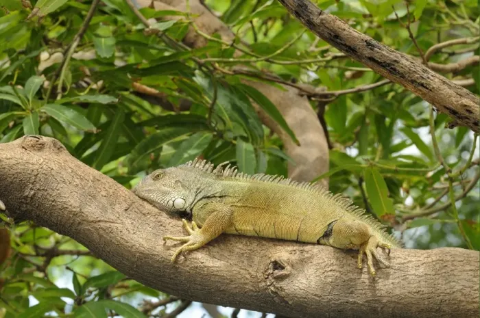 Framed Print : Green Iguana (Iguana iguana) adult, resting on tree branch, Parque Bolivar, Guayaquil, Ecuador Framed Print : Green Iguana (Iguana iguana) adult, resting on tree branch, Parque Bolivar, Guayaquil, Ecuador