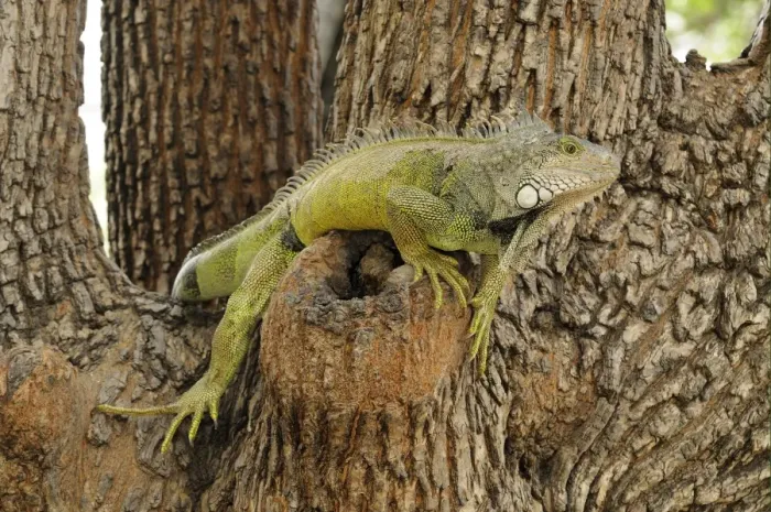 Framed Print : Green Iguana (Iguana iguana) adult, resting in tree, Parque Bolivar, Guayaquil, Ecuador Framed Print : Green Iguana (Iguana iguana) adult, resting in tree, Parque Bolivar, Guayaquil, Ecuador