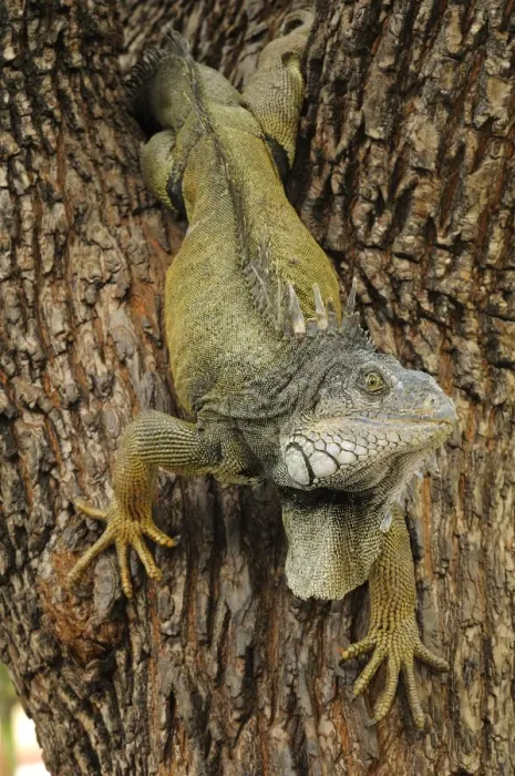 Framed Print : Green Iguana (Iguana iguana) adult, climbing down tree, Parque Bolivar, Guayaquil, Ecuador
