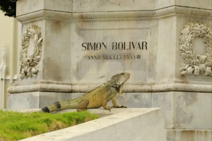 Framed Print : Green Iguana (Iguana iguana) adult, resting in urban park beside statue, Parque Bolivar, Guayaquil, Ecuador Framed Print : Green Iguana (Iguana iguana) adult, resting in urban park beside statue, Parque Bolivar, Guayaquil, Ecuador