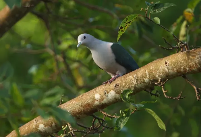 Framed Print : Green Imperial Pigeon (Ducula aenea) adult male, perched on branch, Sri Lanka, december Framed Print : Green Imperial Pigeon (Ducula aenea) adult male, perched on branch, Sri Lanka, december