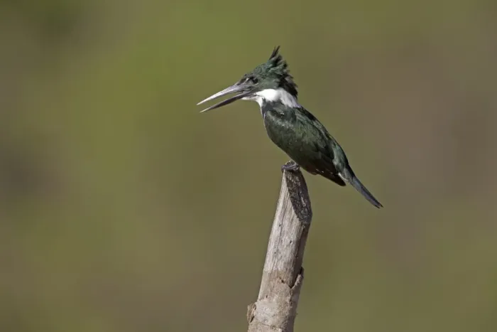 Framed Print : Green Kingfisher (Chloroceryle americana) adult, perched on post, Pantanal, Mato Grosso, Brazil Framed Print : Green Kingfisher (Chloroceryle americana) adult, perched on post, Pantanal, Mato Grosso, Brazil