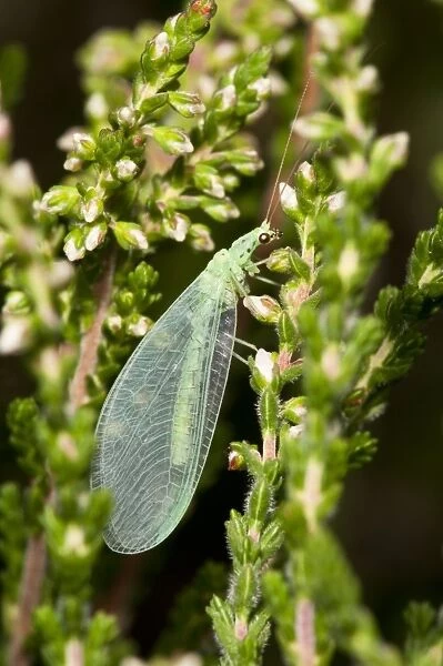 Green Lacewing (Chrysopa pallens) adult, resting on heather, Thursley Common National Nature Reserve, Surrey, England