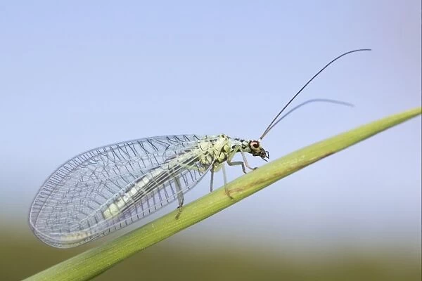 Green Lacewing (Chrysopa perla) adult, resting on leaf, Leicestershire, England, june