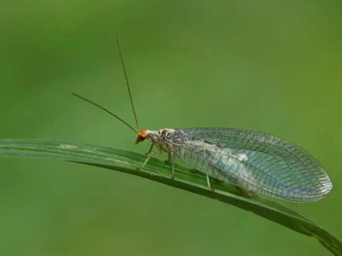 Framed Print : Green Lacewing (Chrysopa perla) adult female, resting on leaf, Cannobina Valley, Italian Alps, Piedmont Framed Print : Green Lacewing (Chrysopa perla) adult female, resting on leaf, Cannobina Valley, Italian Alps, Piedmont