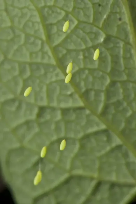 Framed Print : Green Lacewing (Chrysopa sp. ) stalked eggs, deposited on leaf, Italy, may Framed Print : Green Lacewing (Chrysopa sp. ) stalked eggs, deposited on leaf, Italy, may