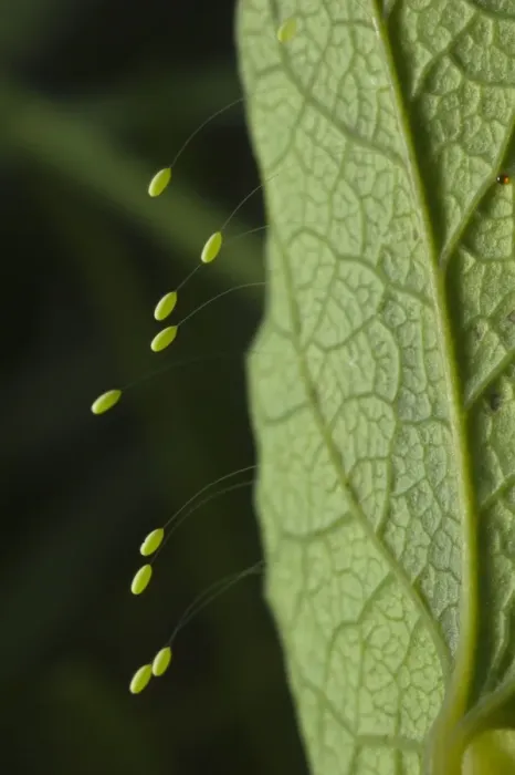 Framed Print : Green Lacewing (Chrysopa sp. ) stalked eggs, deposited on leaf, Italy, may Framed Print : Green Lacewing (Chrysopa sp. ) stalked eggs, deposited on leaf, Italy, may
