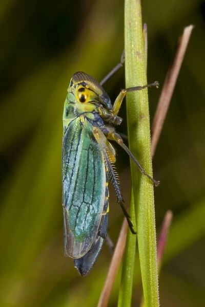 Green Leafhopper (Cicadella viridis) adult female, resting on grass leaf, Powys, Wales, August
