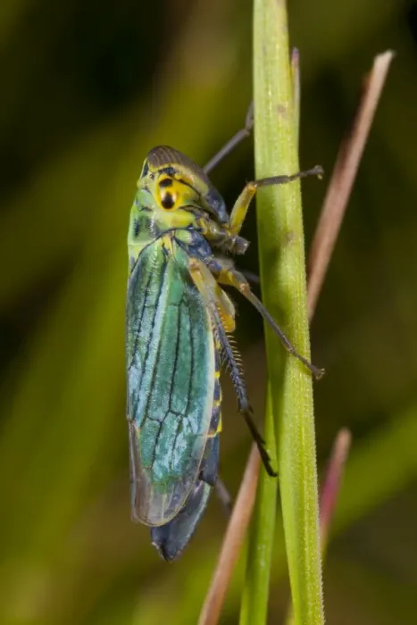 Framed Print : Green Leafhopper (Cicadella viridis) adult female, resting on grass leaf, Powys, Wales, August Framed Print : Green Leafhopper (Cicadella viridis) adult female, resting on grass leaf, Powys, Wales, August