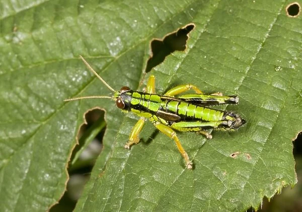 Green Mountain Grasshopper (Miramella alpina) adult male, resting on leaf, Auvergne, France, August