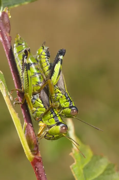 Framed Print : Green Mountain Grasshopper (Miramella alpina) adult pair, mating, Val Sessera, Aosta Valley, Italian Alps, Italy, august Framed Print : Green Mountain Grasshopper (Miramella alpina) adult pair, mating, Val Sessera, Aosta Valley, Italian Alps, Italy, august