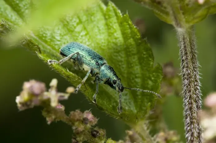 Framed Print : Green Nettle Weevil (Phyllobius viridiaeris) adult, resting on Stinging Nettle (Urtica dioica) leaf, Priory Water Nature Reserve, Leicestershire, England, june Framed Print : Green Nettle Weevil (Phyllobius viridiaeris) adult, resting on Stinging Nettle (Urtica dioica) leaf, Priory Water Nature Reserve, Leicestershire, England, june