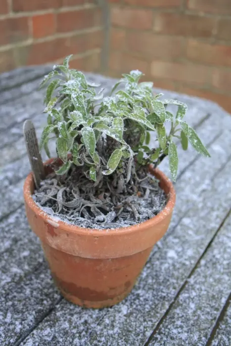 Framed Print : Green Sage (Salvia officinalis) frost covered leaves, in pot on garden table, Suffolk, England, november Framed Print : Green Sage (Salvia officinalis) frost covered leaves, in pot on garden table, Suffolk, England, november